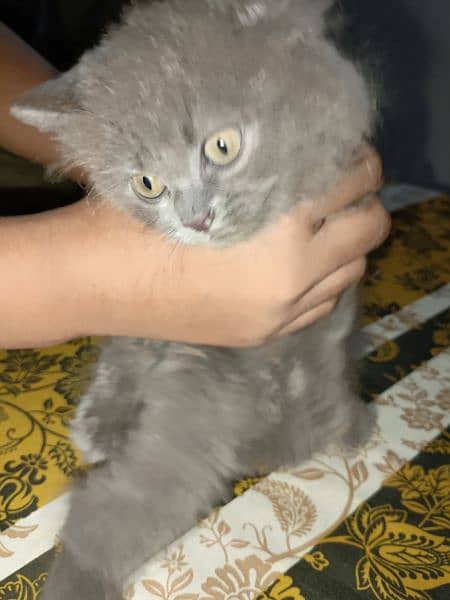 Persian Breed male kitten of 50 days 1