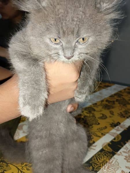 Persian Breed male kitten of 50 days 2