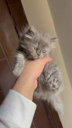 grey persian kitten 0