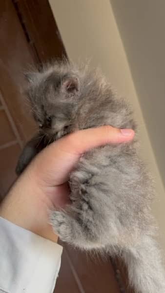 grey persian kitten 1