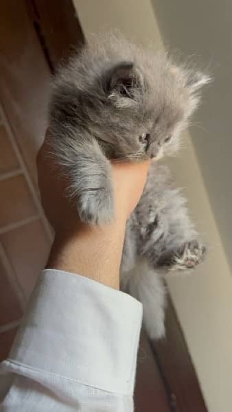 grey persian kitten 2