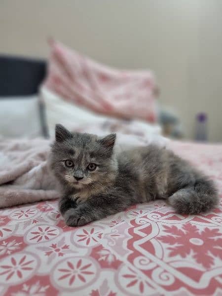 Unique Three Color Persian 2