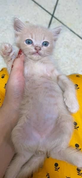 Persian Kitten 2