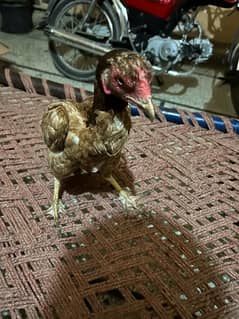 Aseel hen urgent sell