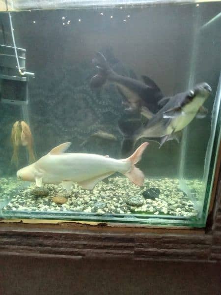 I have this fish for sale 4