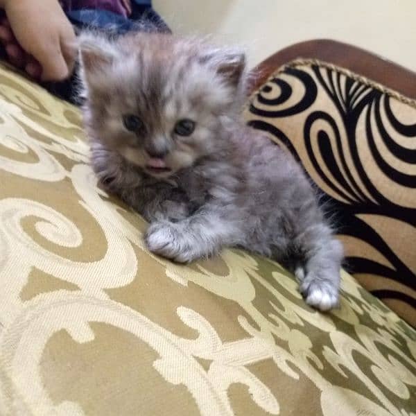 Persian male kitten 1