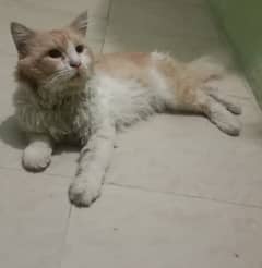 A little child 13 month Persian male cat 0