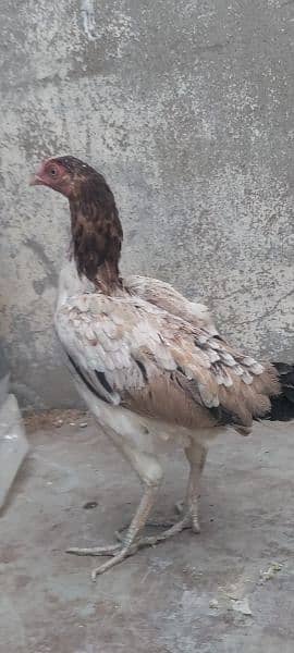 aseel hens for sell 1