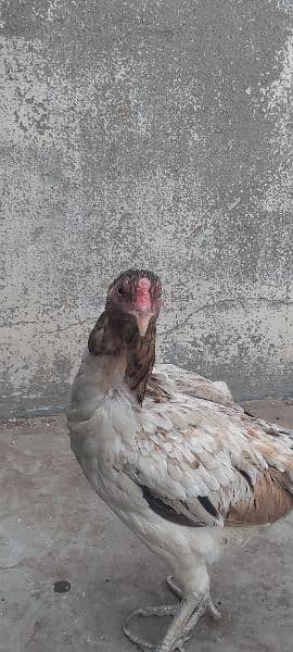 aseel hens for sell 2