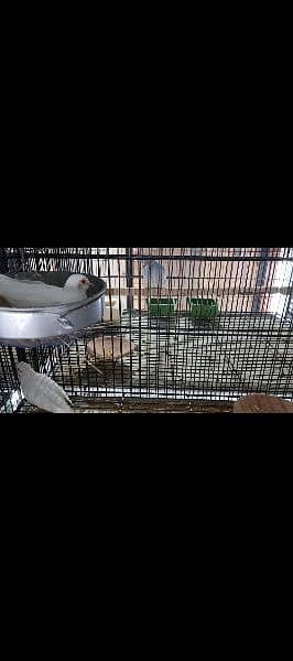 Diamond pied pairs full wash Quality 2