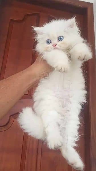 Persian kittens long coat 0