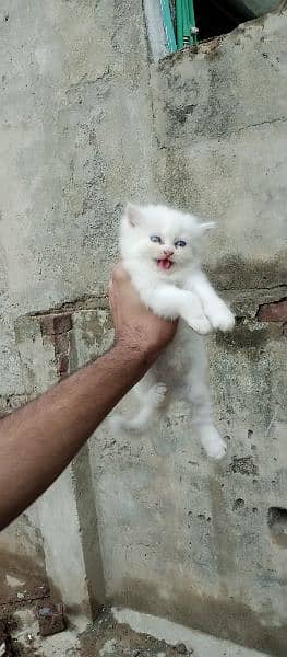 Persian kittens long coat 1