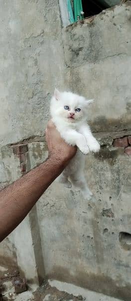 Persian kittens long coat 2