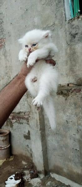 Persian kittens long coat 3