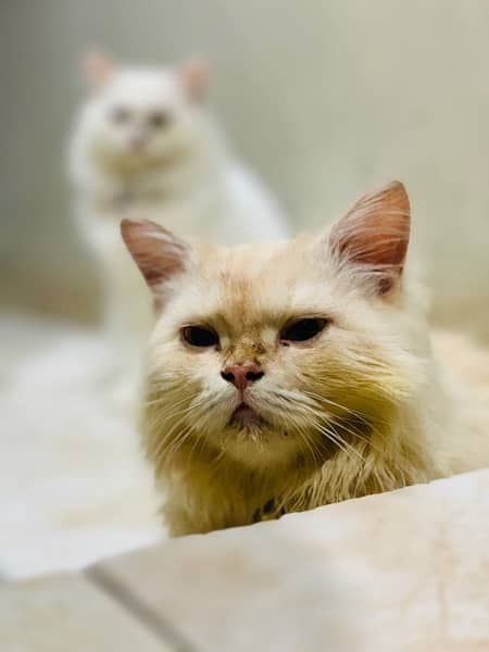 persian|cats(pair)|vaccinated 1