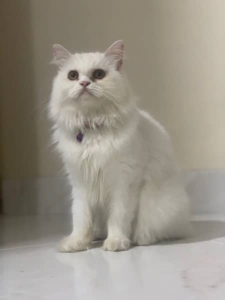 persian|cats(pair)|vaccinated 2