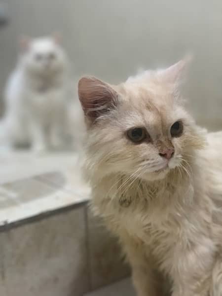 persian|cats(pair)|vaccinated 3