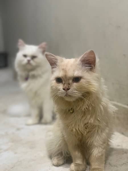 persian|cats(pair)|vaccinated 4