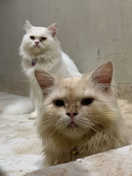 persian|cats(pair)|vaccinated 5