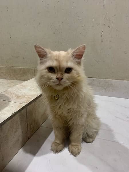 persian|cats(pair)|vaccinated 6