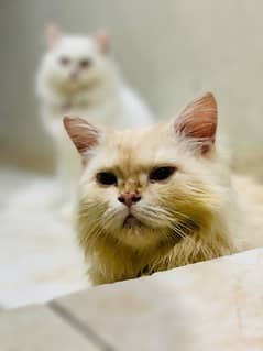 Persian Cats|Pair