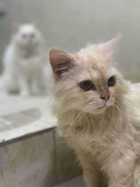 Persian Cats|Pair 1