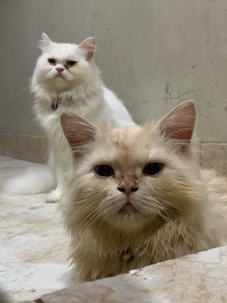 Persian Cats|Pair 5