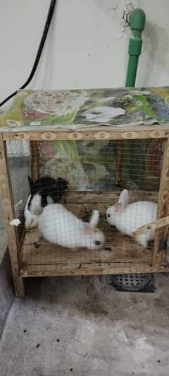 Three Hotot Rabbit Bunnies