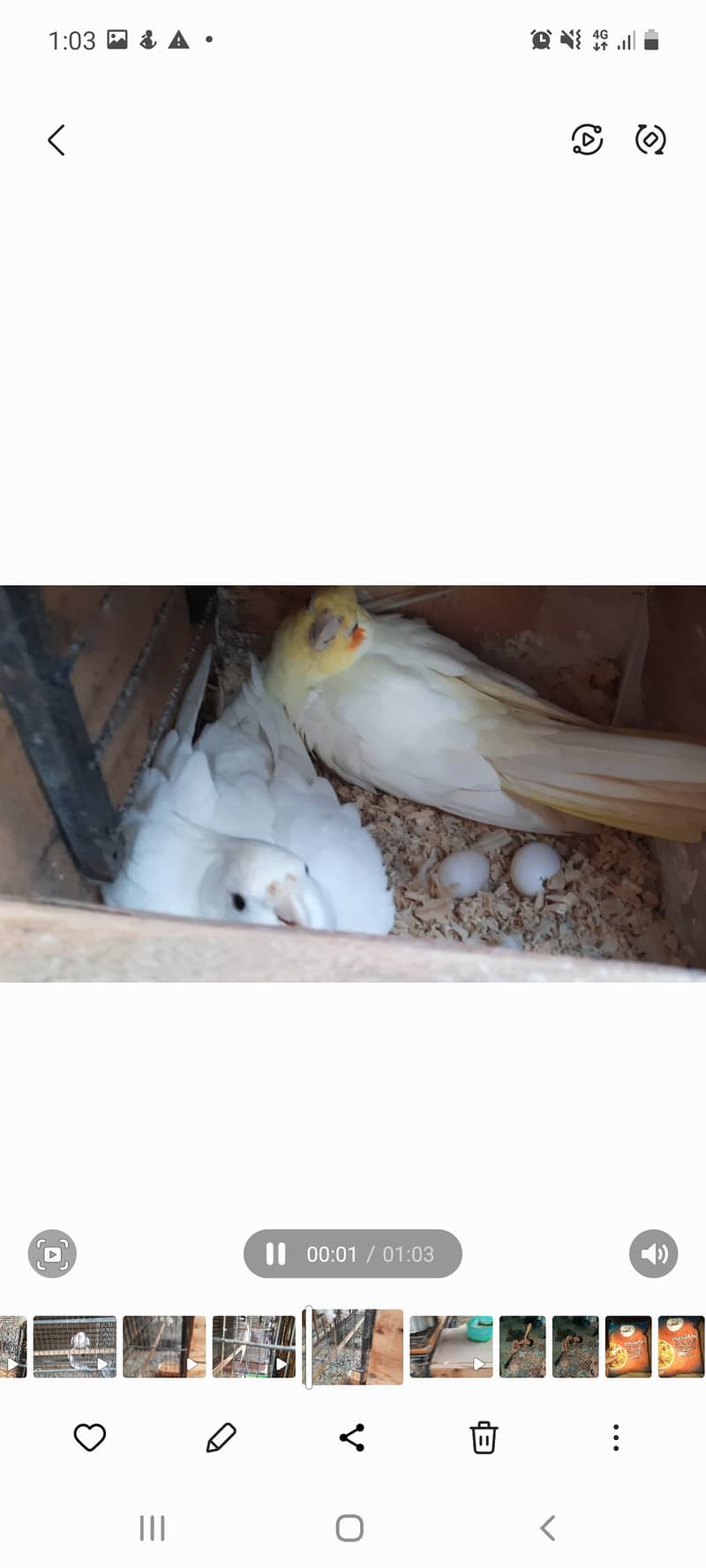 Cockatiel 3 piars breed gurantie hai 100 percen ok 6