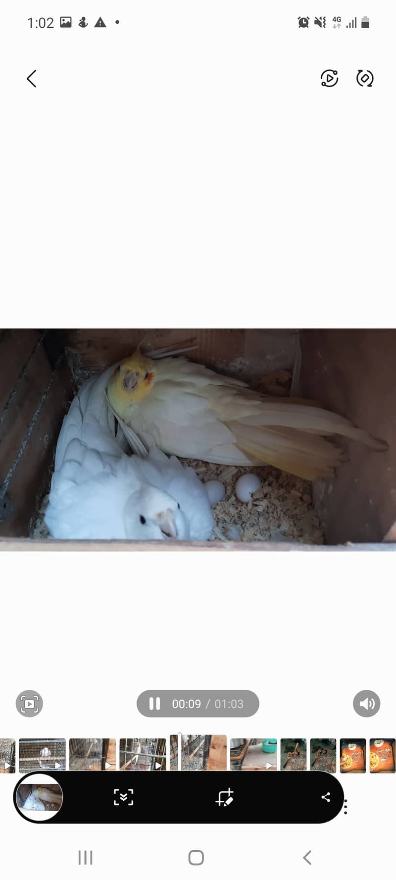 Cockatiel 3 piars breed gurantie hai 100 percen ok 8