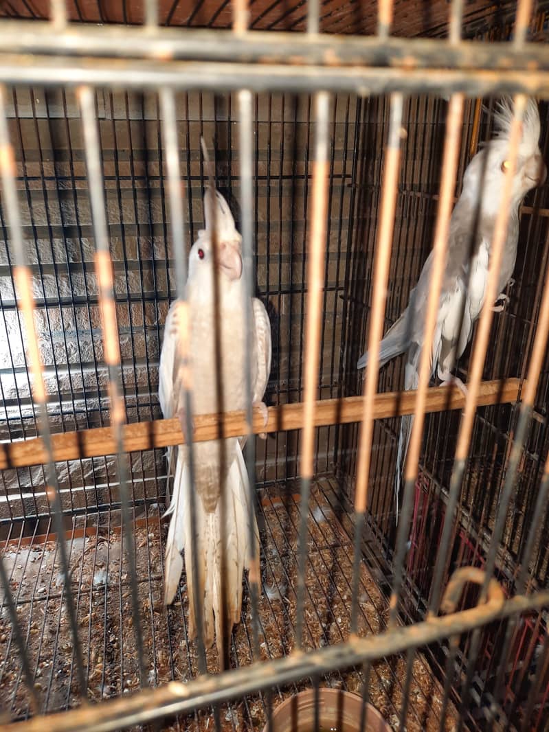 Cockatiel 3 piars breed gurantie hai 100 percen ok 10