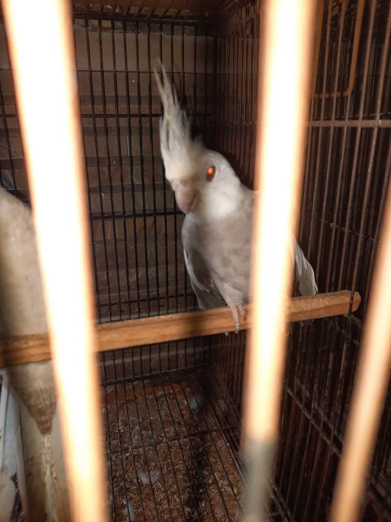 Cockatiel 3 piars breed gurantie hai 100 percen ok 11