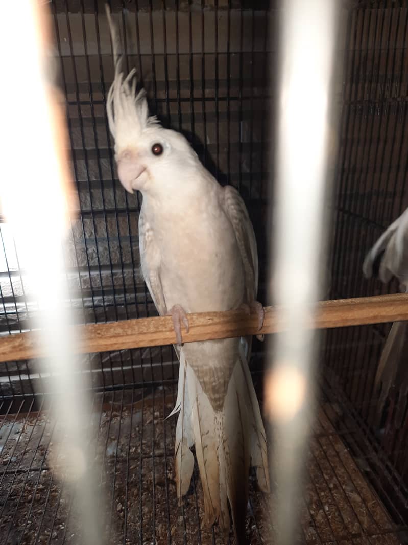 Cockatiel 3 piars breed gurantie hai 100 percen ok 12