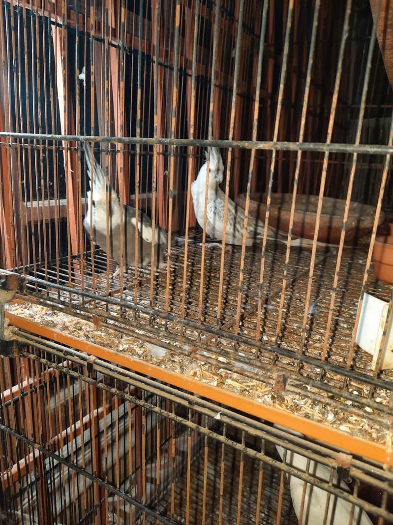 Cockatiel 3 piars breed gurantie hai 100 percen ok 19