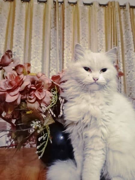 persian Cat for Sale 4