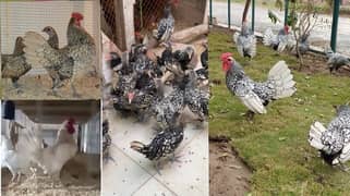 silver and white subrite  pullets and chicks 03020005986 wstp