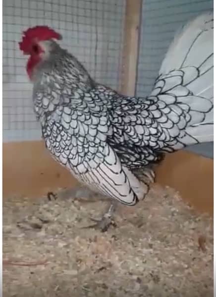 silver and white subrite  pullets and chicks 03020005986 wstp 1