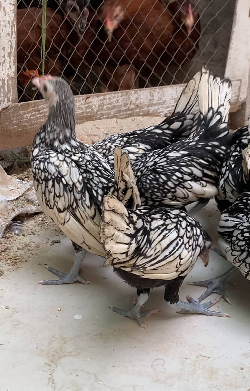 silver and white subrite  pullets and chicks 03020005986 wstp 2