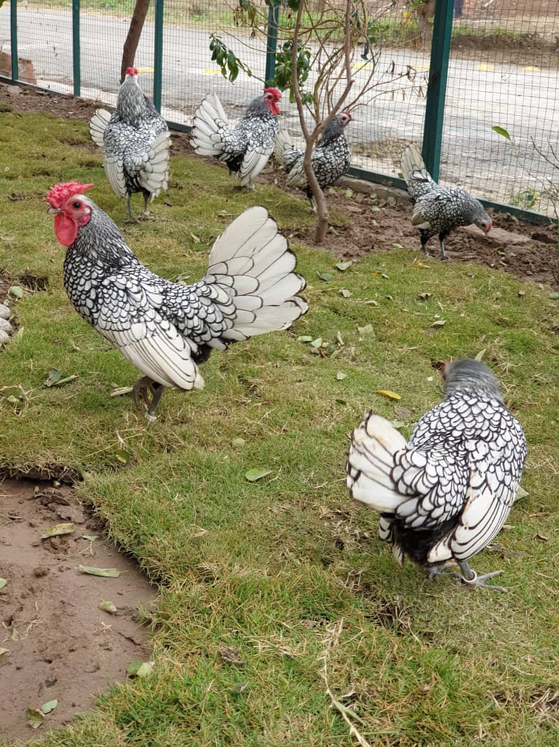 silver and white subrite  pullets and chicks 03020005986 wstp 3