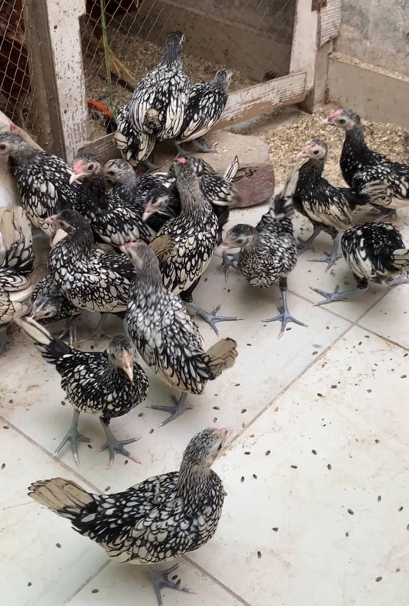 silver and white subrite  pullets and chicks 03020005986 wstp 4