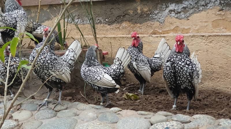 silver and white subrite  pullets and chicks 03020005986 wstp 6