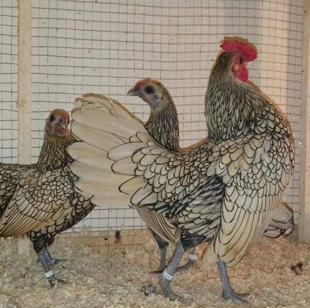 silver and white subrite  pullets and chicks 03020005986 wstp 7