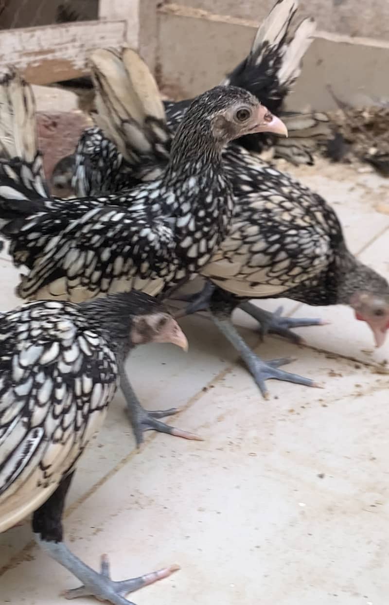 silver and white subrite  pullets and chicks 03020005986 wstp 8