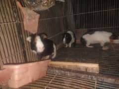 Guinea pig one male and 2 females breeder set