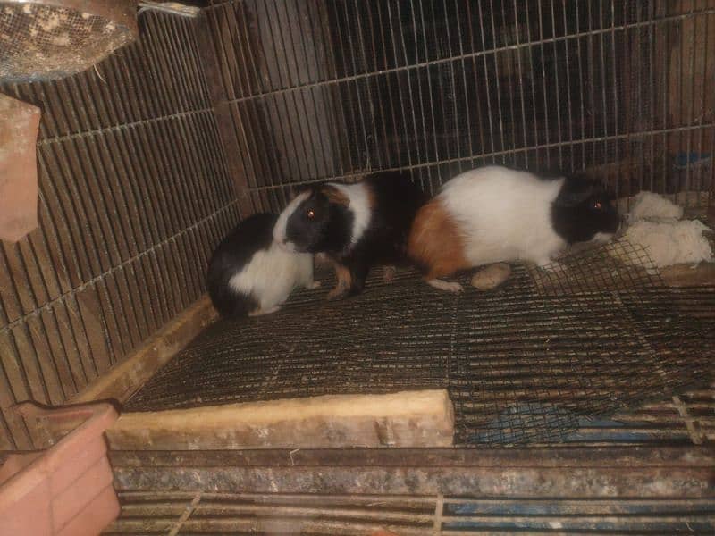 Guinea pig one male and 2 females breeder set 2