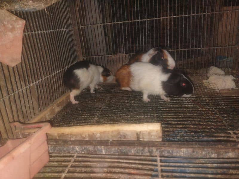 Guinea pig one male and 2 females breeder set 3