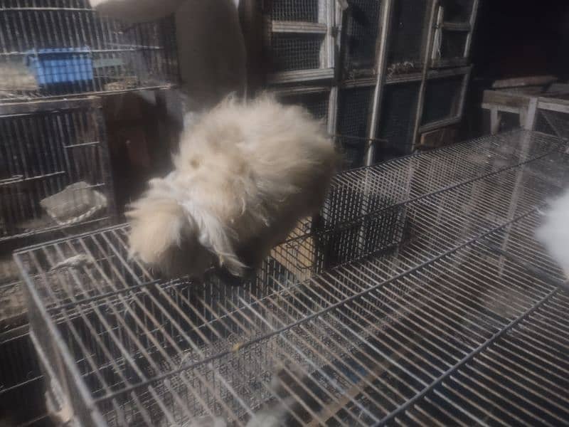 Fuzzy Loop Rabbit pair brown M white F 6