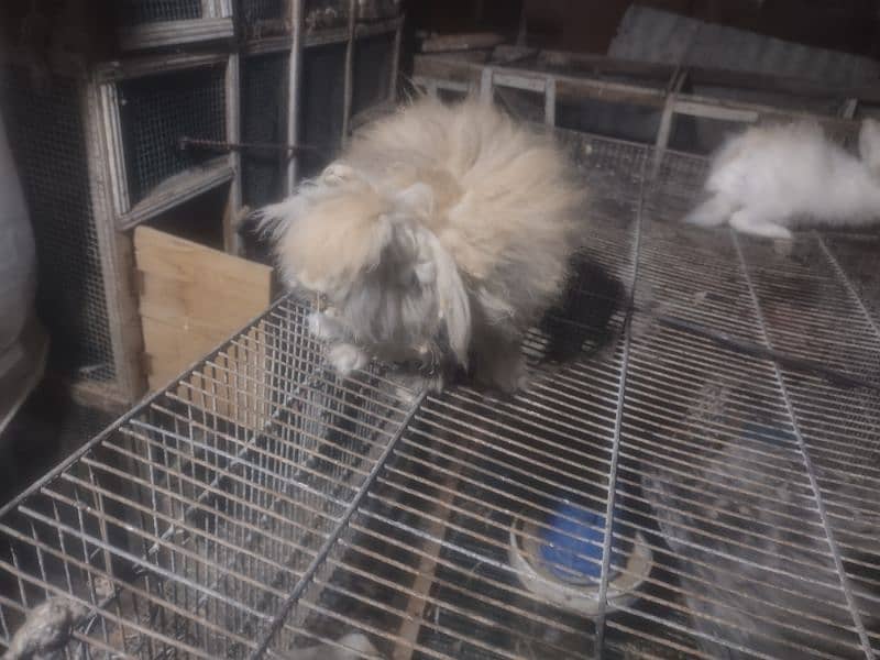 Fuzzy Loop Rabbit pair brown M white F 8