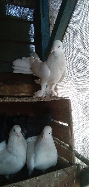 English+Indian faintail pairs with chicks in suitable price 9