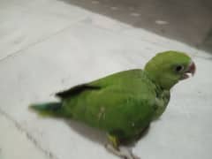 best age for hand tame green chick talking parrot bolny wala tootay